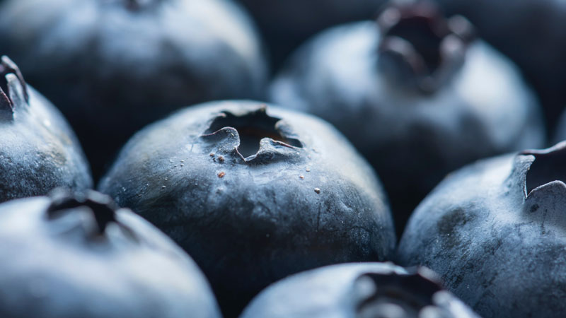 Bilberry-Dry-Extract
